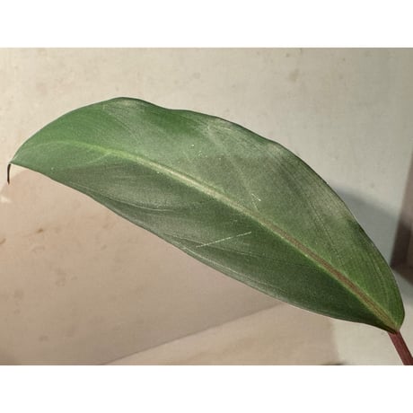 Apoballis sp. from Kalimantan Barat