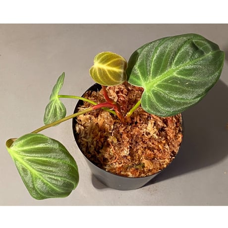 Philodendron luxurians "Choco" Colombia