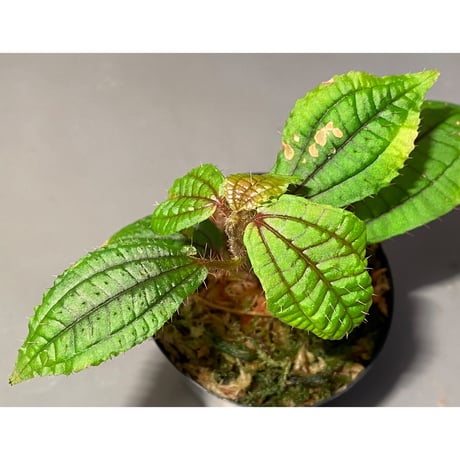 Melastoma sp. 2020 from Kayulapis Kalimantan barat (p128. WPR)