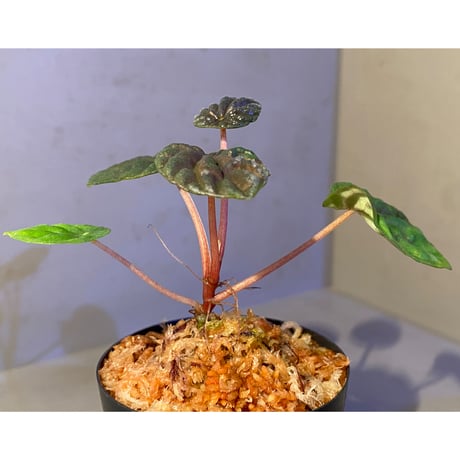 Peperomia meridiana from Ecuador [tanakay]