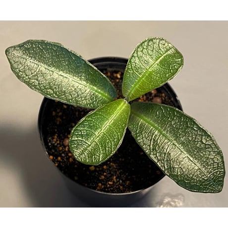 Ophiorrhiza sp. from Sanggau