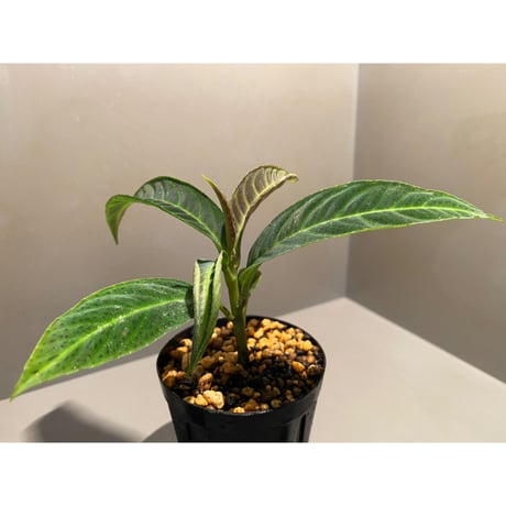 Labisia sp. "Padang sidempuan" Sumatera utara [TB]
