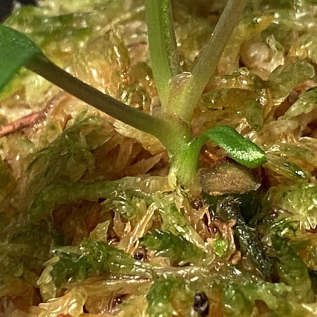 Homalomena vittifolia from Sulawesi [LA0811-00]