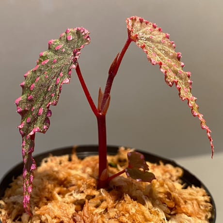 Begonia gracilicyma from Sumatera Barat [TB]