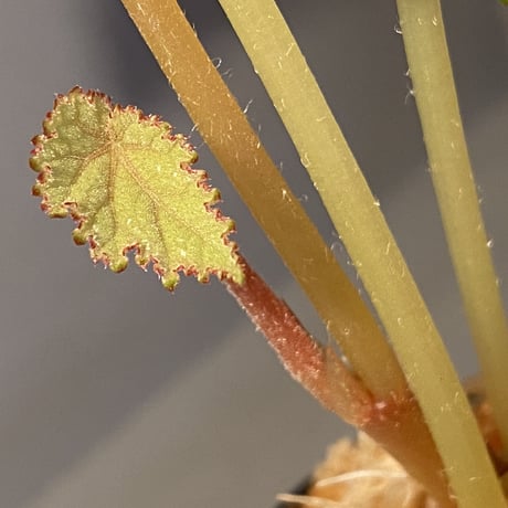 Begonia sp. from Na Hang [YH1118] TK