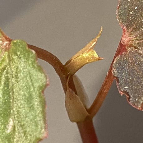 Begonia sp. from Lampung sumatera [LA1118-01]
