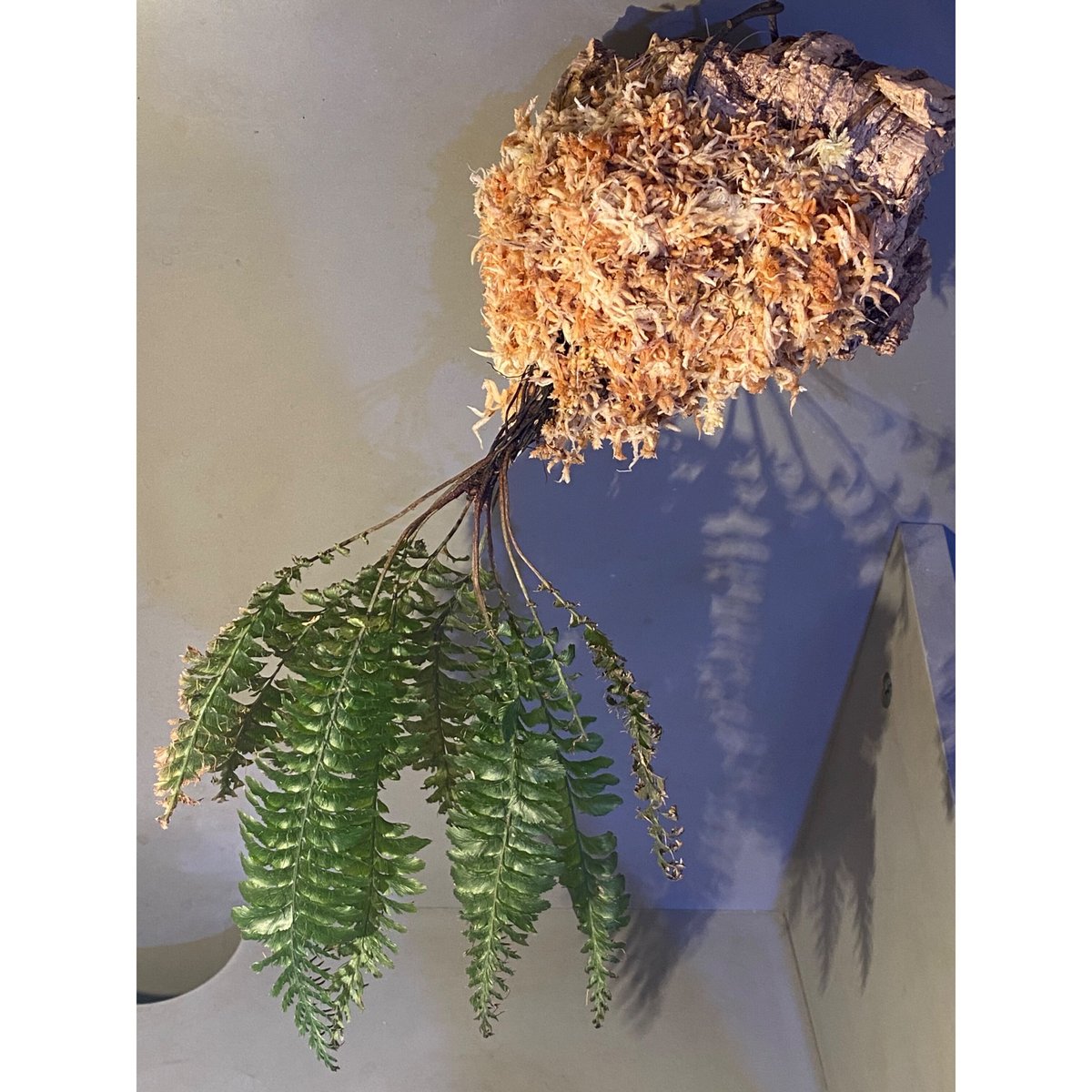 Cephalomanes sp. from Khlong Yai Trat Thailand