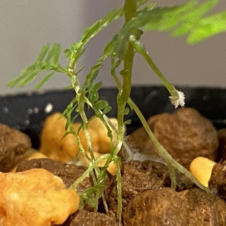 Selaginella wallichii 伊藤蟻植物農園