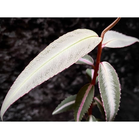 Labisia sp. from Kapuas hulu Kalimantan barat