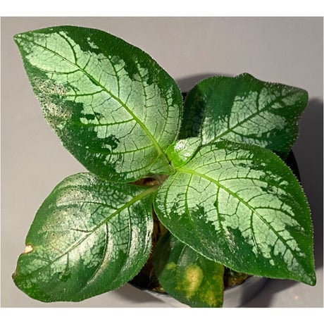 Gymnostachyum sp. "type C" f1 from Aceh Selatan [HW0816-02]