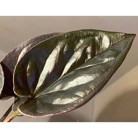 Syngonium sp. from Choco Colombia [tanakay]