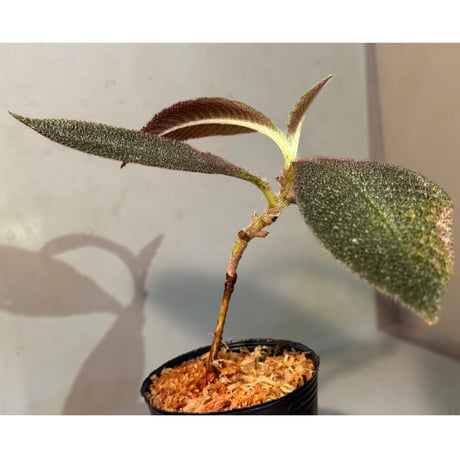 Cyrtandra sp. from Landak West Kalimantan