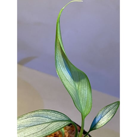 Homalomena sp. White leaf from "Pendang" Kal tengah [TB]
