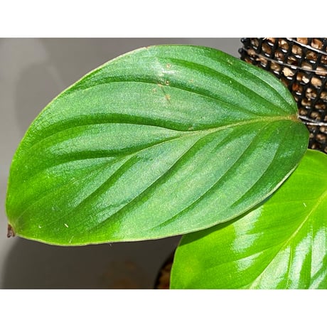 Philodendron sp. from Iquitos Peru [tanakay]