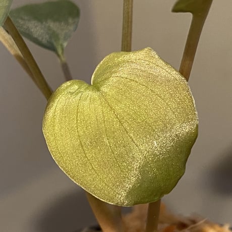 Homalomena sp. "Pink Velvet" from Kepulauan Riau [KN]
