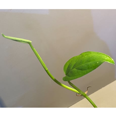 Phylodendron sp. from Iquitos Peru [tanakay]