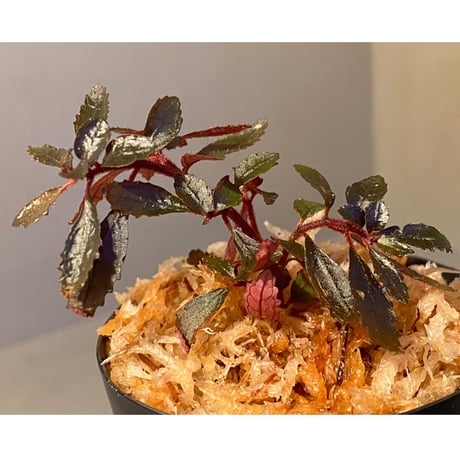 Triolena pileoides from Ecuador