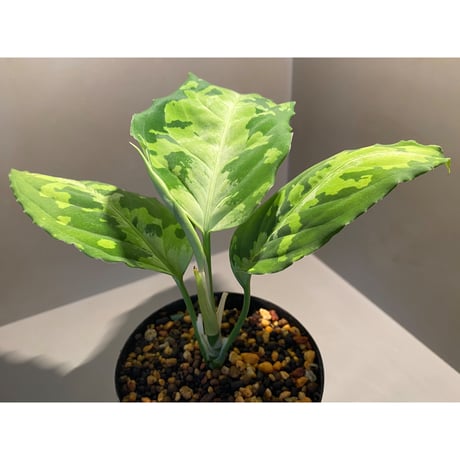 Aglaonema pictum from Sumatera Utara [KN]