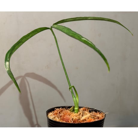 Anthurium aff. eminens