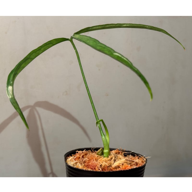 Anthurium aff. eminens | M・R・G・R