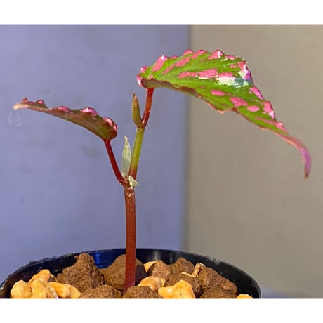 Begonia sp. "Crazy pink" from Lampung sumatera [LA1118-03]