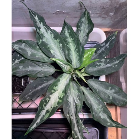 Aglaonema pictum A from Aceh sumatera [LA1115-03 i]
