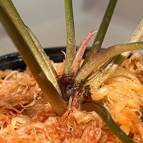 Cryptocoryne xagusii [TB]