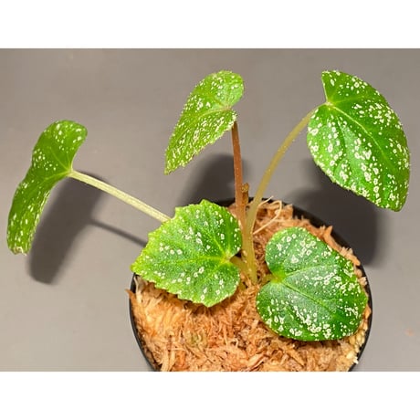 Begonia sp. from Na Hang [YH1118] TK