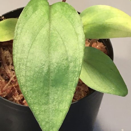 Homalomena sp. from Pahang Malaysia [R 0718-02] RIO