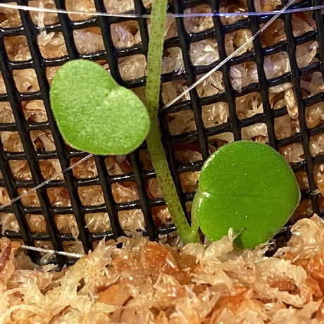 Peperomia sp. from Choco Colombia [tanakay]