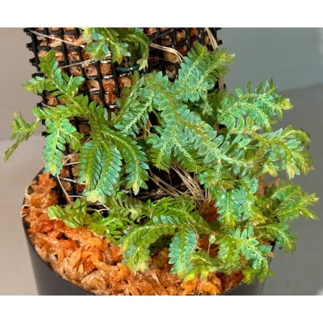 Selaginella willdenowii
