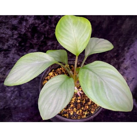 Homalomena sp. Aceh Silver from Aceh sumatera [LA0613-00]