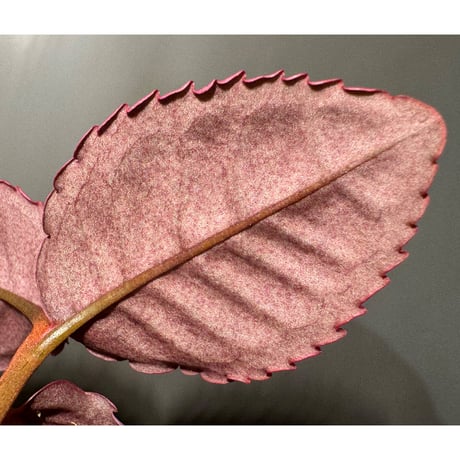 Labisia sp. from Malaysia [KN]