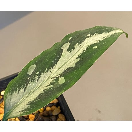 Aglaonema pictum A しるば〜らいん from Aceh sumatera [LA0217-04]