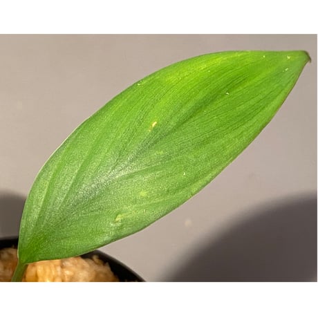 Homalomena sp. from Kuala Balah [TK270316]