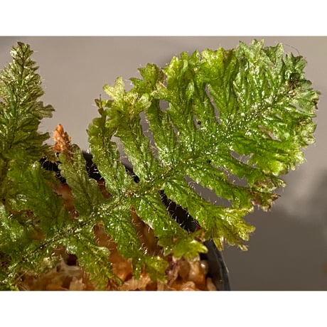 Trichomanes sp. from Iquitos Peru [tanakay]