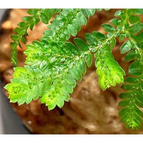 Selaginella plana 伊藤蟻植物農園