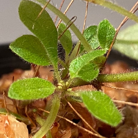 Codonoboea sp. from Sumatera barat [LA0317-01]