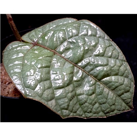 Pterisanthes sp. from Sabah-1 [R0515-01a]