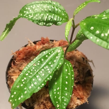 Melastoma sp. from Sumatera