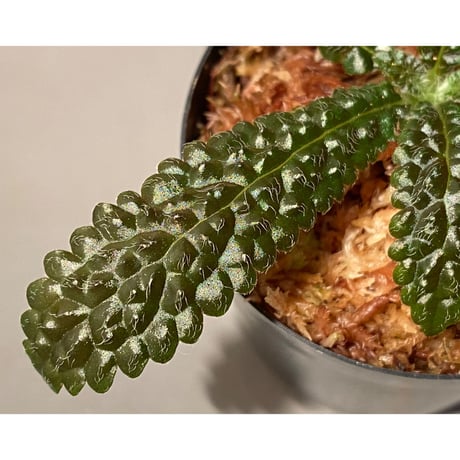 Nautilocalyx pemphidius