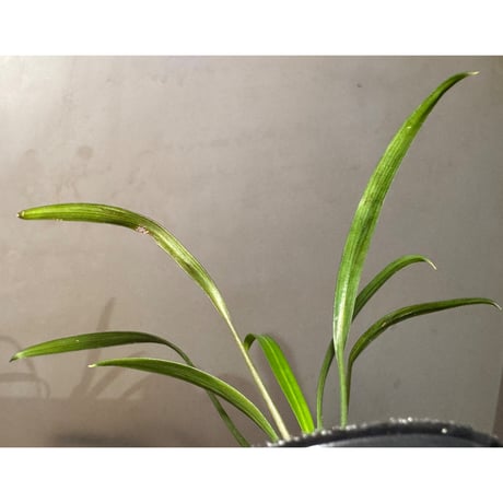 Bakoaella cf. nakamotoi from Melawi West Kalimantan (Mサイズ)