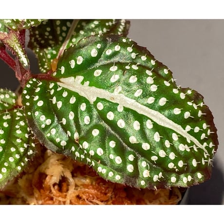 Sonerila sp. "White dot"