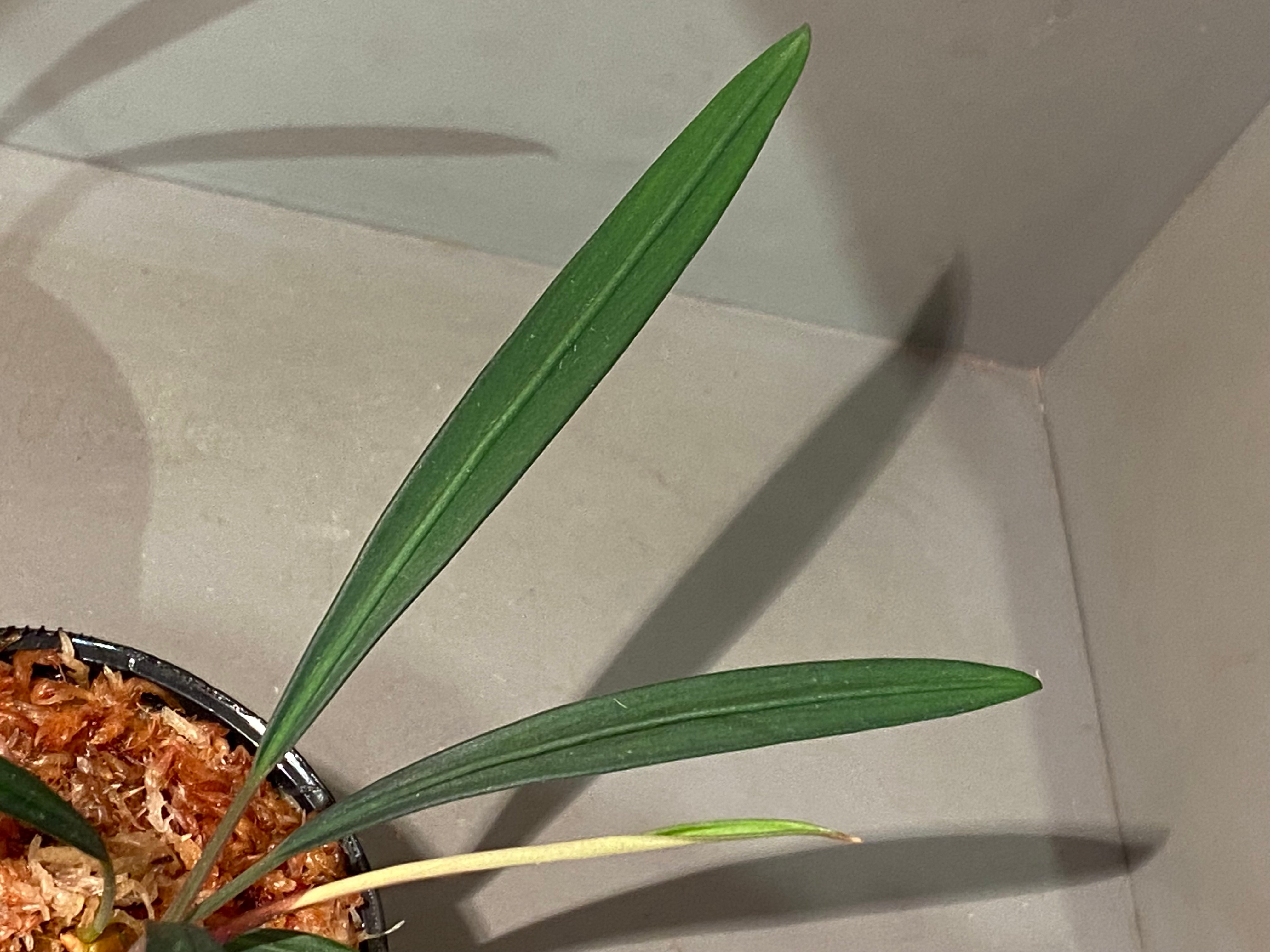 Burttianthus velutandrus (旧 Aridarum caulescens