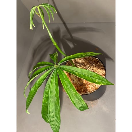 Anthurium polyschistum from Napo Ecuador [tanakay]