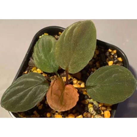 Homalomena sp. from Solok sumatera [LA0315-2]