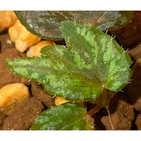 Begonia cv. Jaggy [LA0314-00-f1]