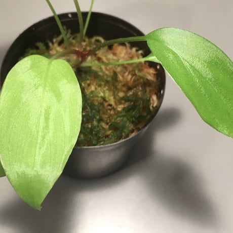 Homalomena sp. from Riau
