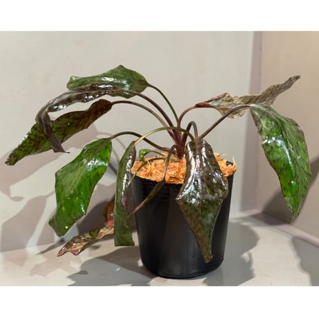 Cryptocoryne nurii "Lga-9" Pulau Lingga [HW0622-14]
