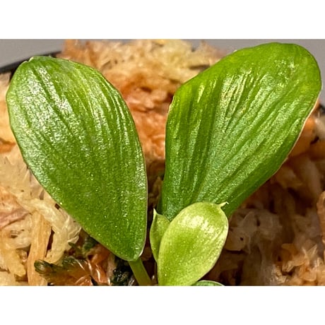 Homalomena sp. [LA0317-z-r]